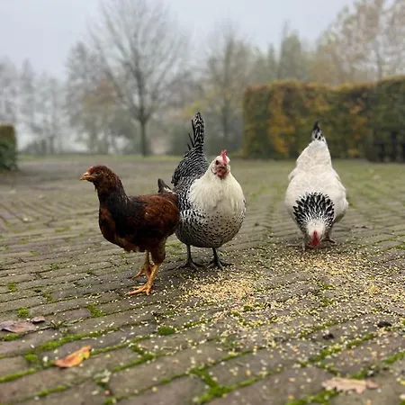 Bed & Breakfast De Appelhoeve