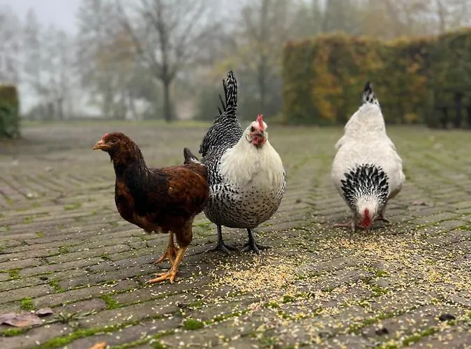 Pensionat De Appelhoeve